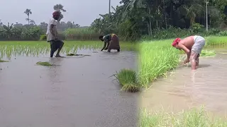 চাঁদপুরে জমে থাকা পানিতে নষ্ট হচ্ছে বীজতলা-ধানের চারা